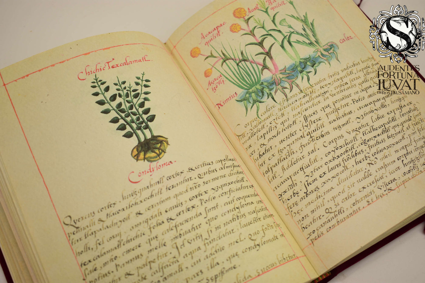 Libellus de Medicinalibus Indorum Herbis - MARTÍN DE LA CRUZ